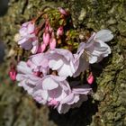 die Kirschblüten aus der Borke