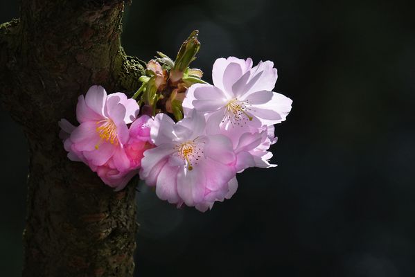 Die Kirschblüten.....