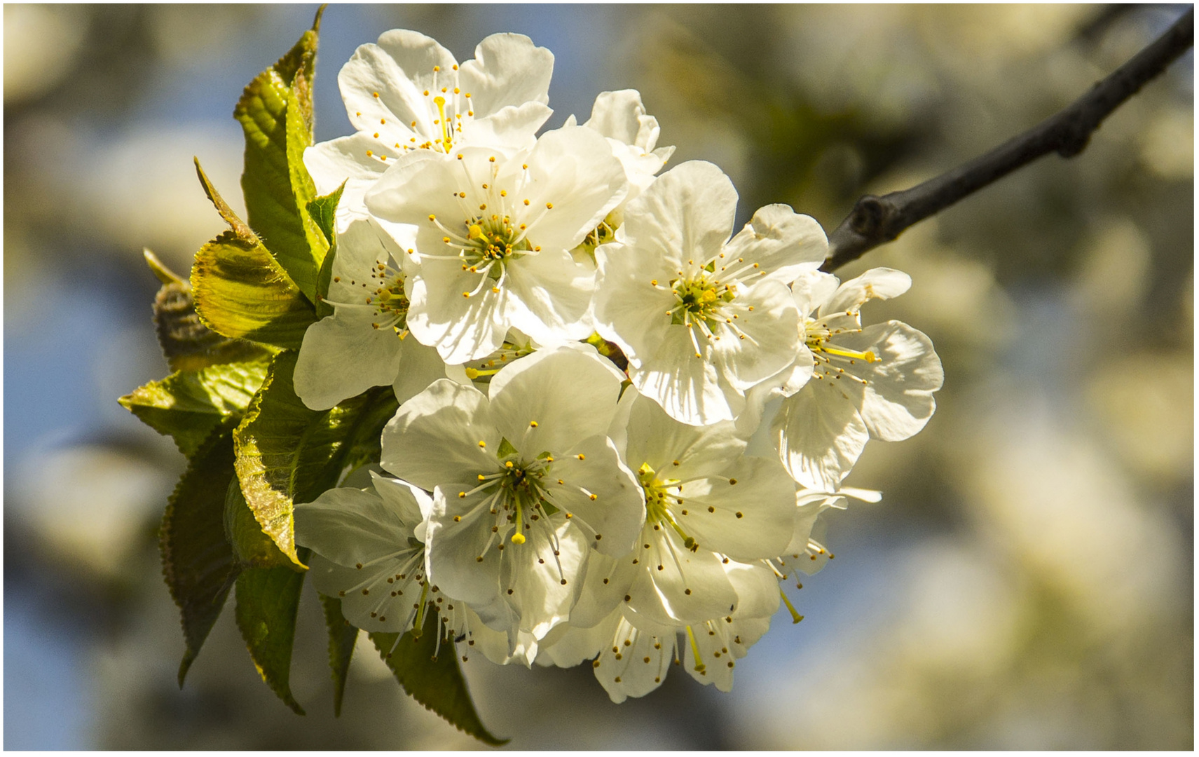 Die Kirschblüten....