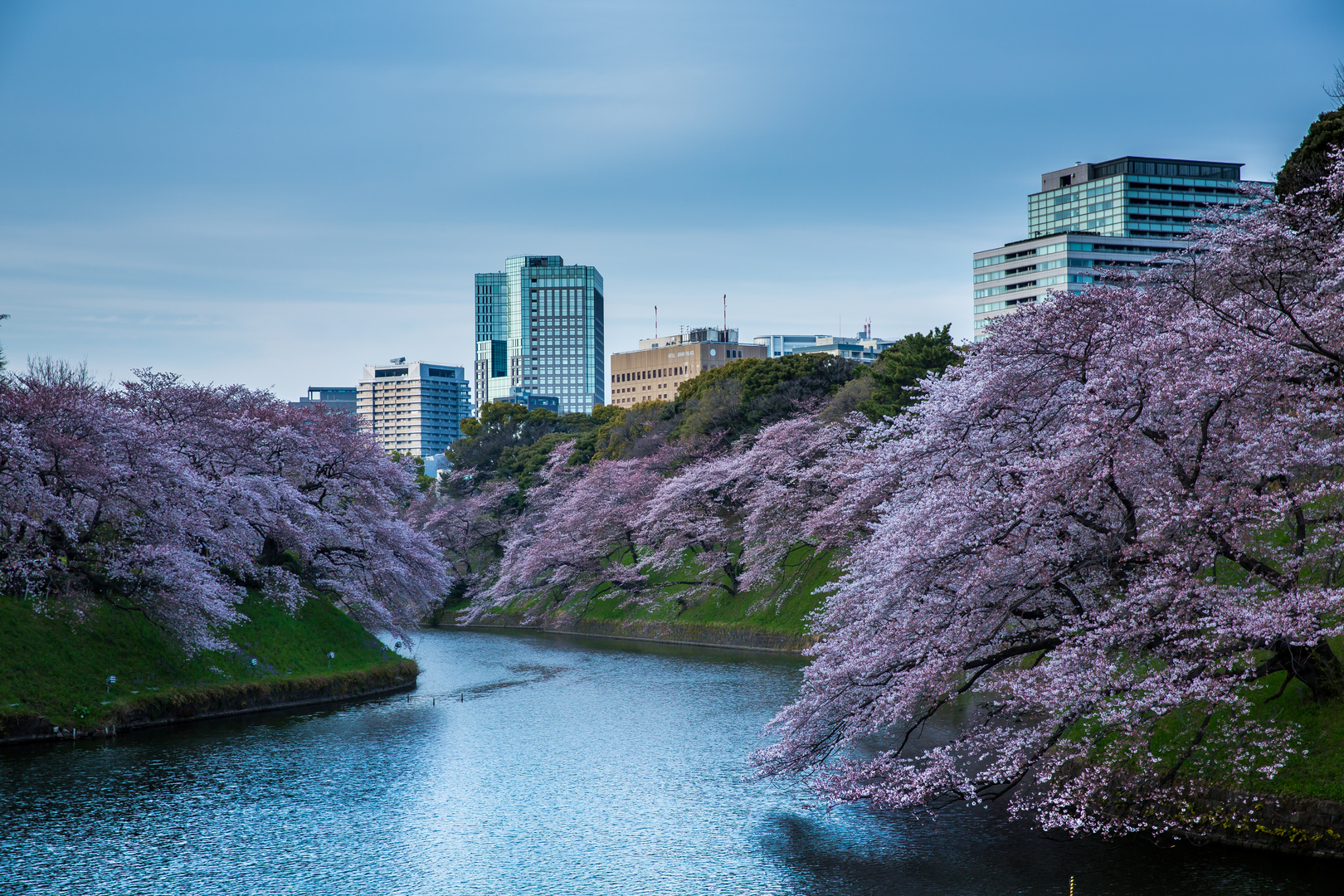 Die Kirschblüten von Tokyo