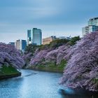 Die Kirschblüten von Tokyo