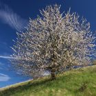 Die Kirsche am Hang