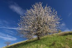 Die Kirsche am Hang