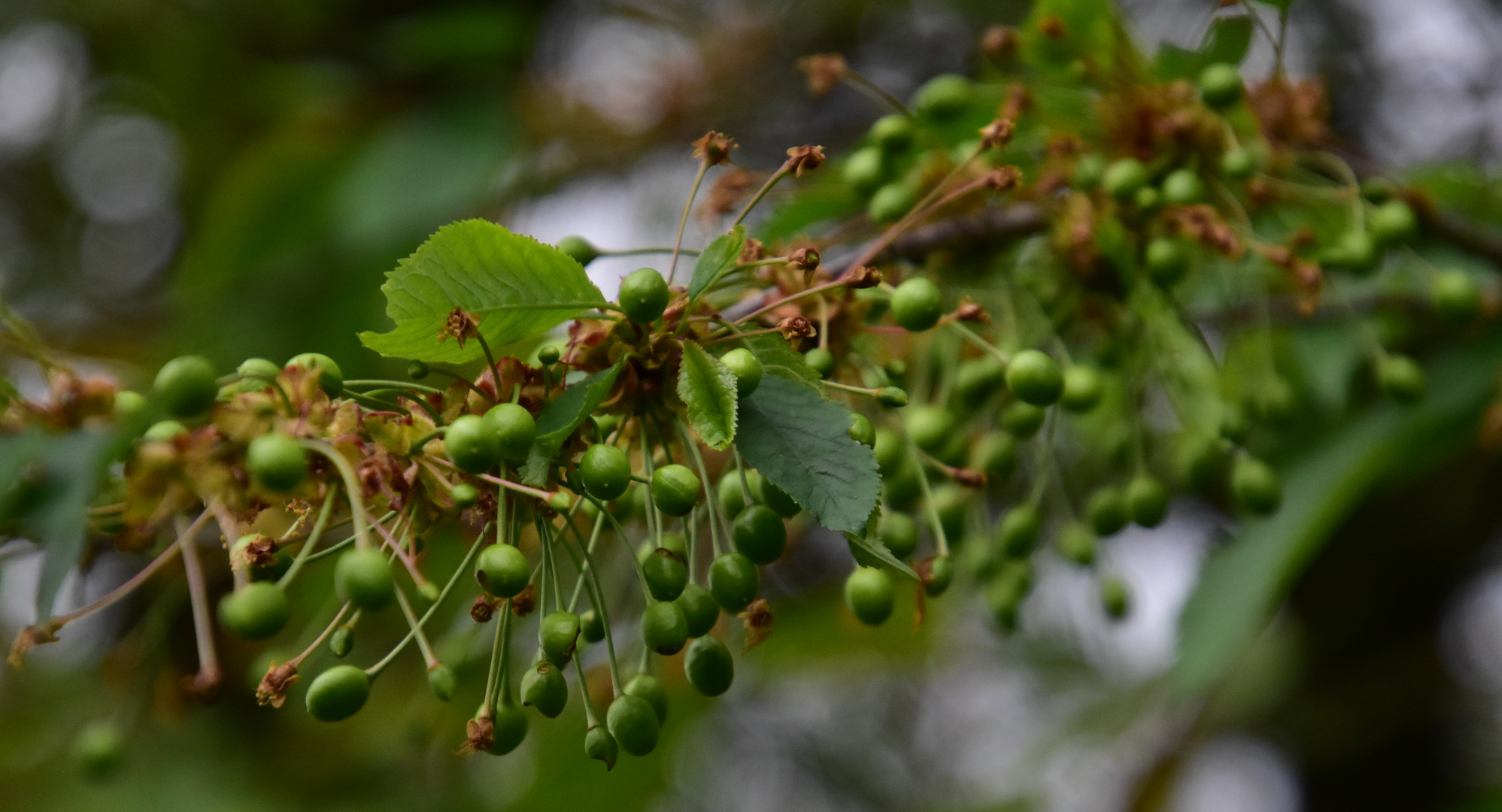 Die Kirschen Foto & Bild pflanzen, pilze & flechten, blüten