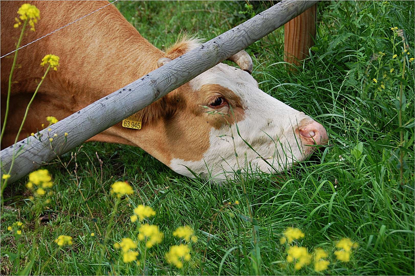 die Kirschen, äh -, das Gras in Nachbars Garten  ...