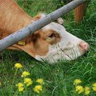 die Kirschen, äh -, das Gras in Nachbars Garten  ...