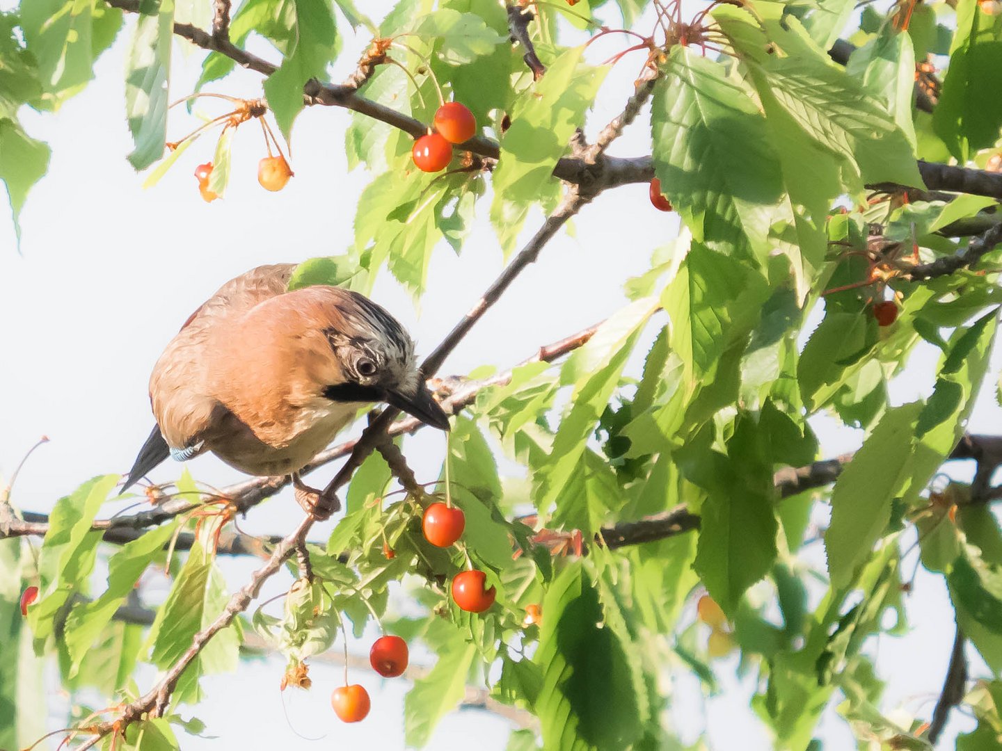 Die Kirschen aus Nachbars Garten II