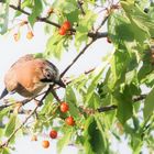 Die Kirschen aus Nachbars Garten II