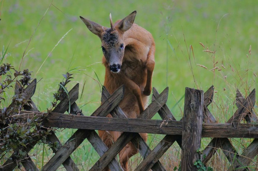 Die Kirschen im Garten… Foto & Bild tiere, wildlife