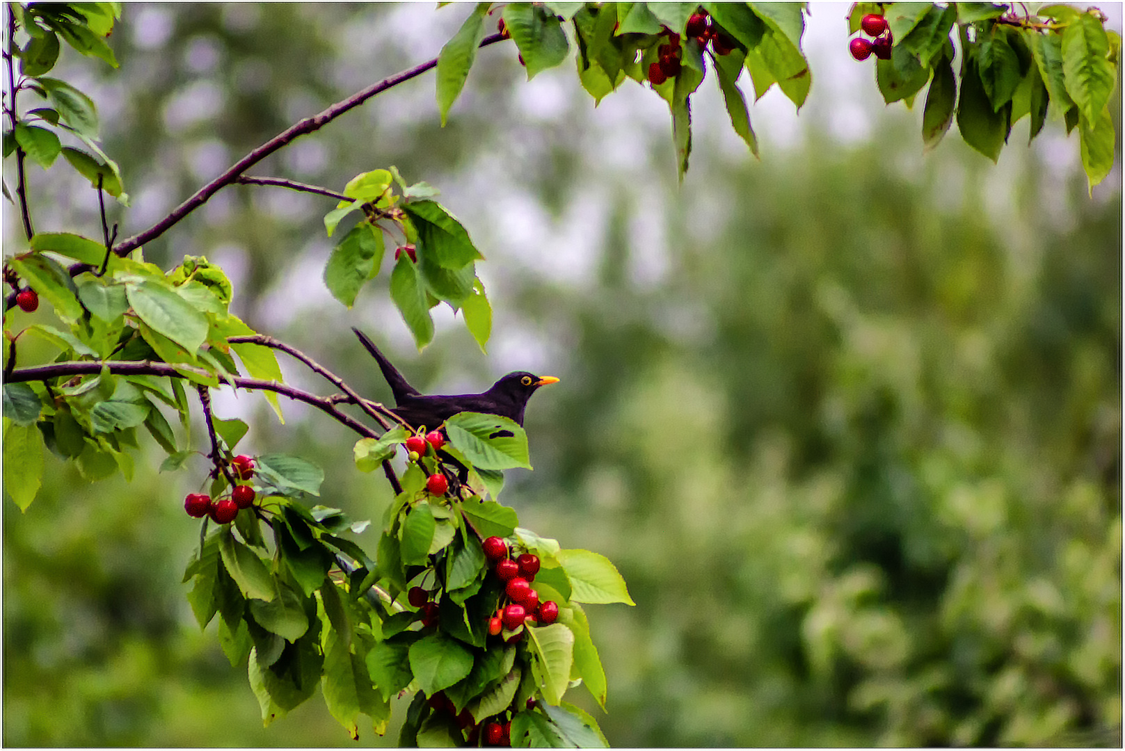 Die Kirschen in Nachbars Garten Foto & Bild natur