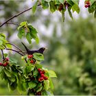 Die Kirschen in Nachbars Garten ...