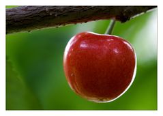 die Kirschen in Nachbars Garten