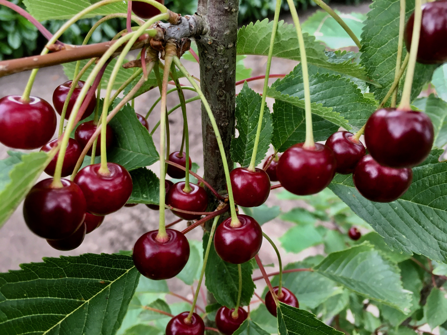 Die Kirschen in Nachbars Garten