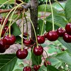 Die Kirschen in Nachbars Garten