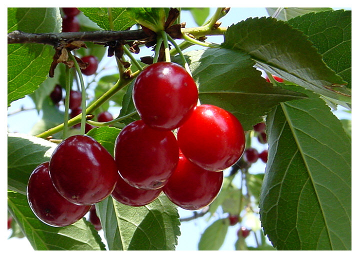 Die Kirschen in Nachbars Garten...