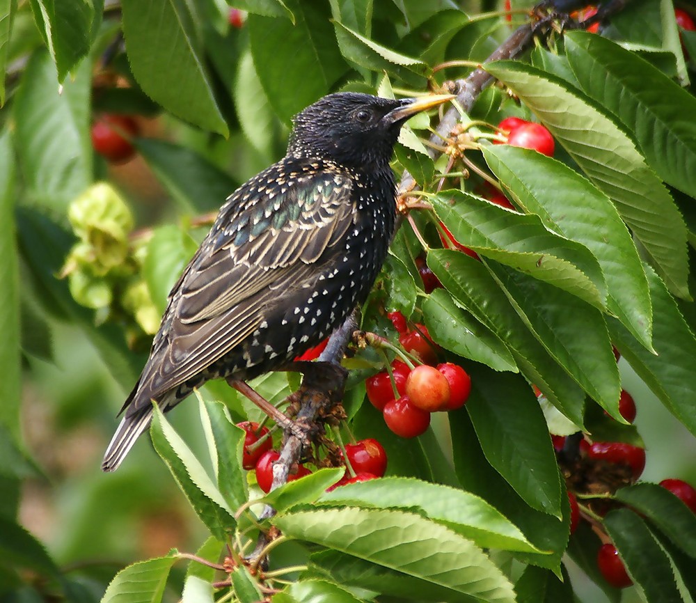 Die Kirschen in Nachbars Garten&hellip; Foto &amp; Bild tiere