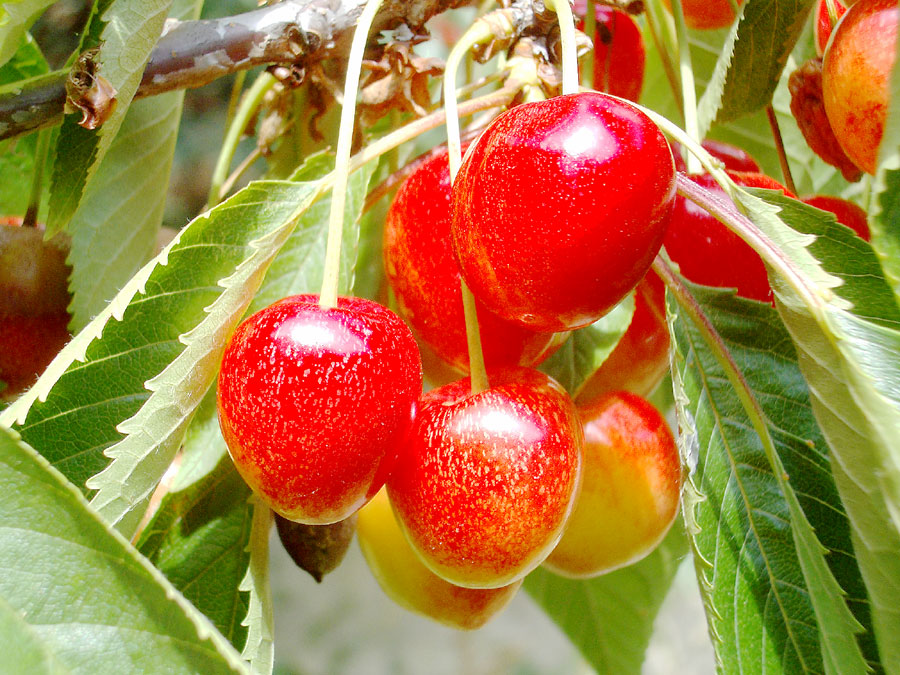 Die Kirschen in Nachbar`s Garten