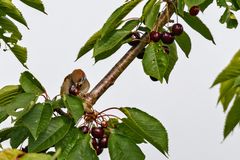 Die Kirschen in Nachbars Garten