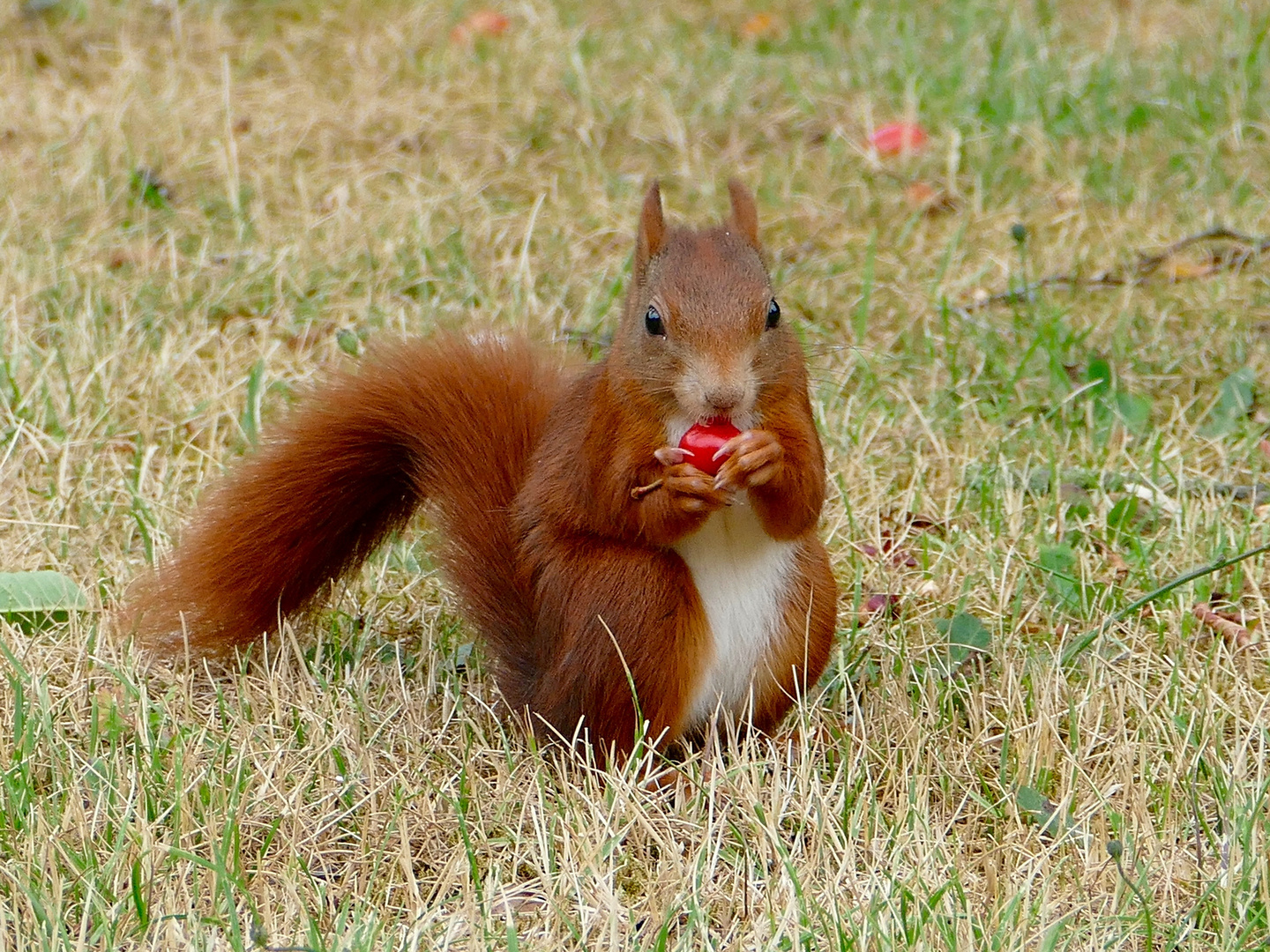 die Kirschen in Nachbars Garten Foto & Bild tiere