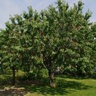 Die Kirschen in Nachbars Garten