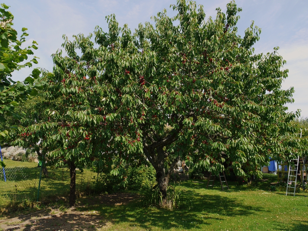 Die Kirschen in Nachbars Garten