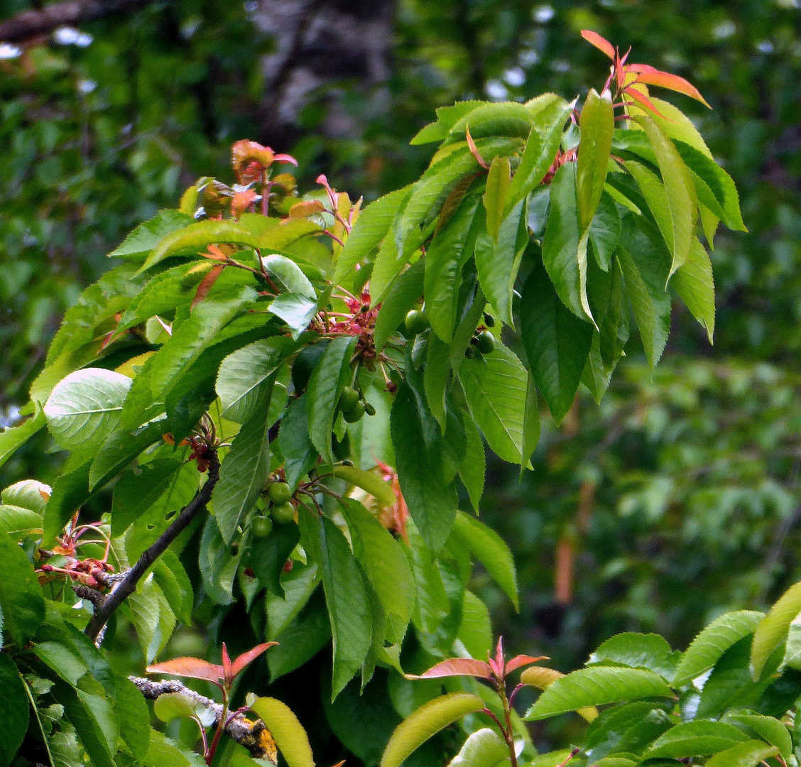 Die Kirschen in Nachbars Garten