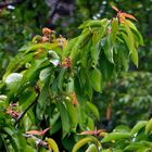 Die Kirschen in Nachbars Garten