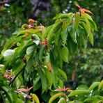 Die Kirschen in Nachbars Garten