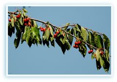 "Die Kirschen in Nachbars Garten...."