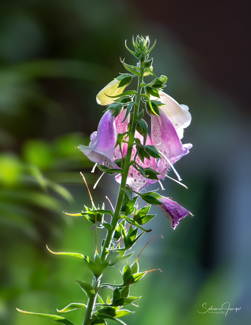 Die Kirschen in Nachbars Garten