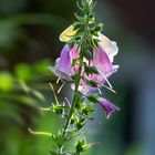 Die Kirschen in Nachbars Garten