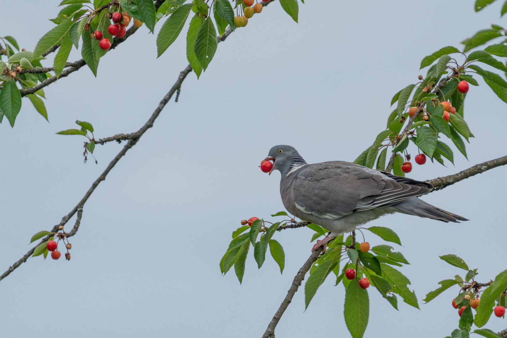 die Kirschen in Nachbars Garten schmecken gut! Foto & Bild