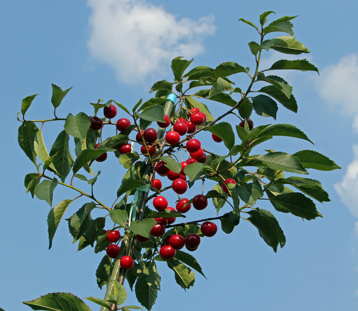 Die Kirschen in Nachbars Garten sind nicht süß