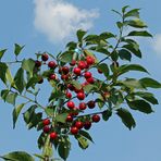 Die Kirschen in Nachbars Garten sind nicht süß