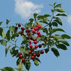 Die Kirschen in Nachbars Garten sind nicht süß