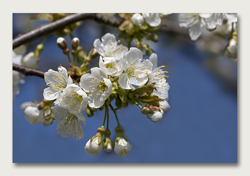 Die Kirschen in voller Blüte