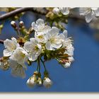 Die Kirschen in voller Blüte