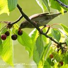 Die Kirschensaison ist eröffnet