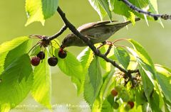 Die Kirschensaison ist eröffnet