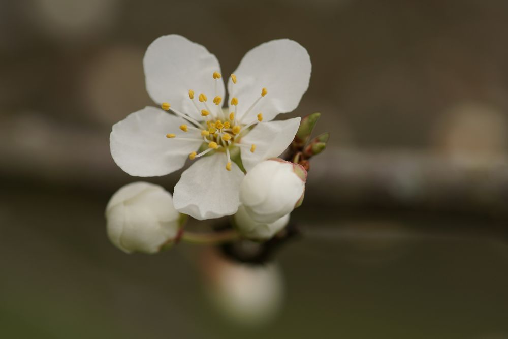 Die Kirschpflaume