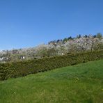 Die Kirschplantage, befindet sich gleich hinter unserem Garten