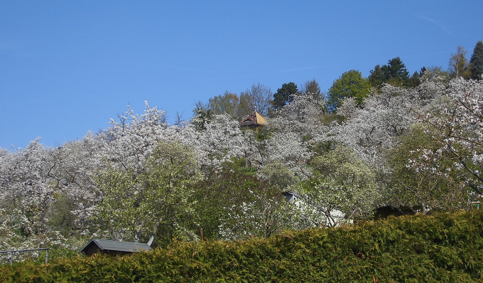 Die Kirschplantage, befindet sich gleich hinter unserem Garten