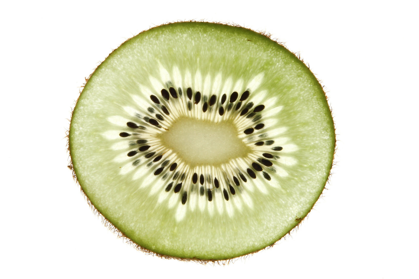 Die Kiwi