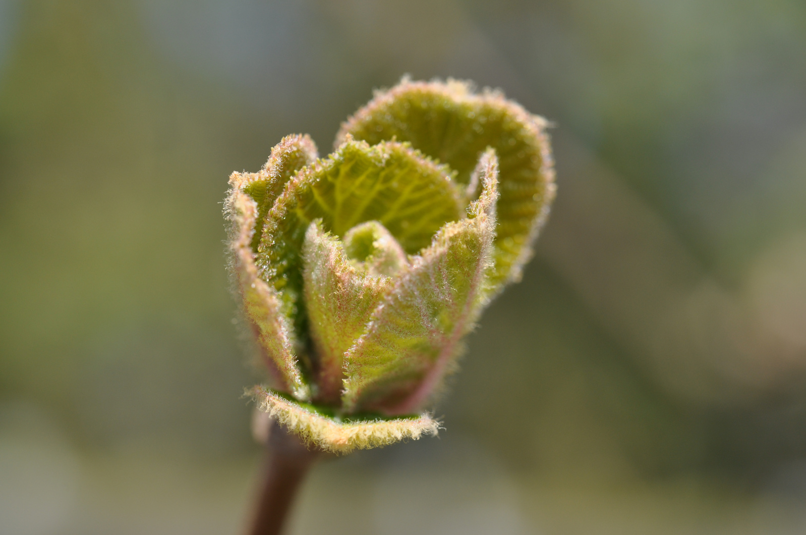 Die Kiwi startet in das Gartenjahr.