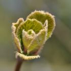 Die Kiwi startet in das Gartenjahr.