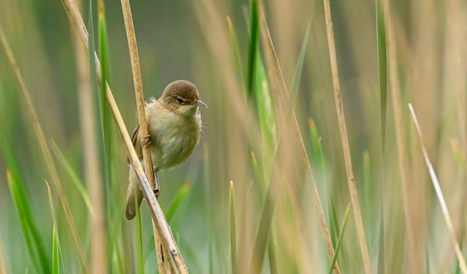 DIE KLANGKÜNSTLER, DIE UNSER HERZ ERFREUEN