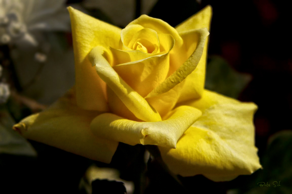 Die klare frische Rosenblüte