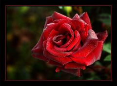 Die klassische Rose