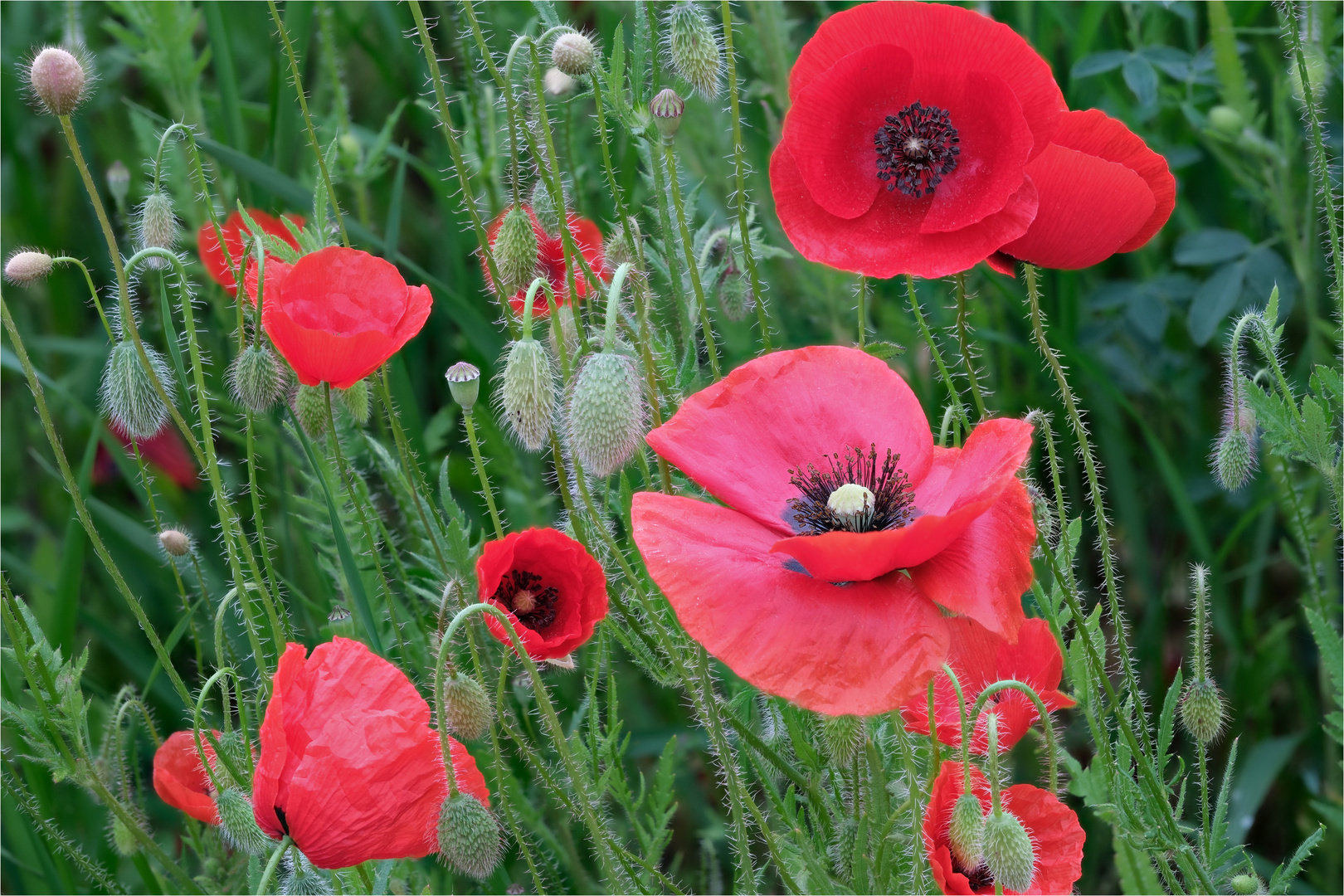 Die Klatschmohn