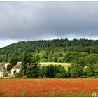 Die Klatschmohnblüte ist im vollen Gange 